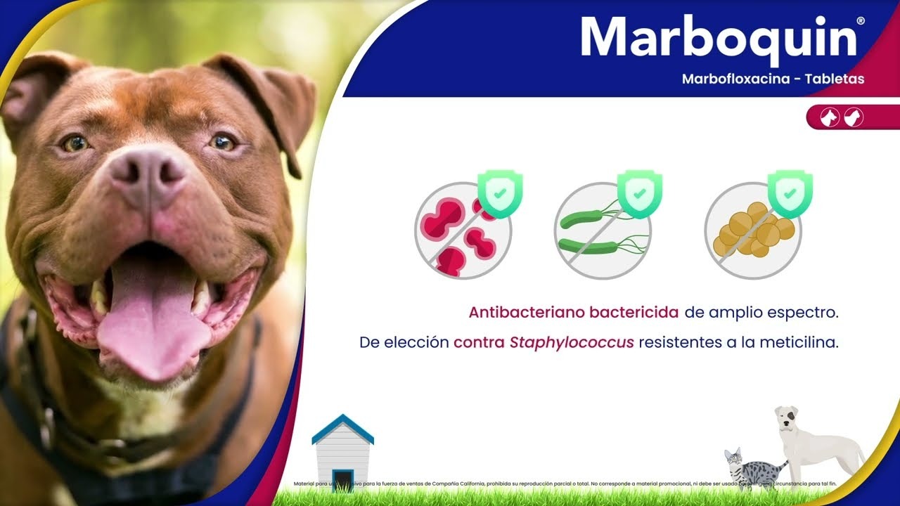Marboquin for Dogs