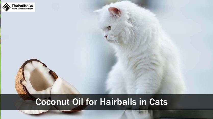 coconut oil for hairballs in cats