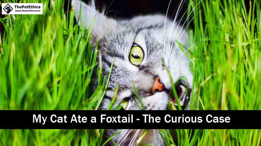 My Cat Ate a Foxtail