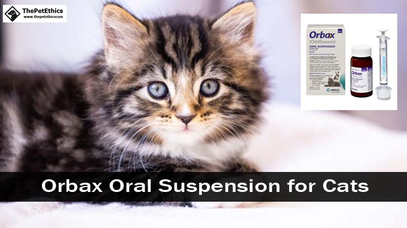 orbax Oral Suspension for Cats