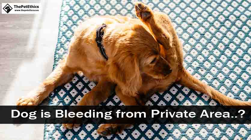 dog is bleeding from his private area